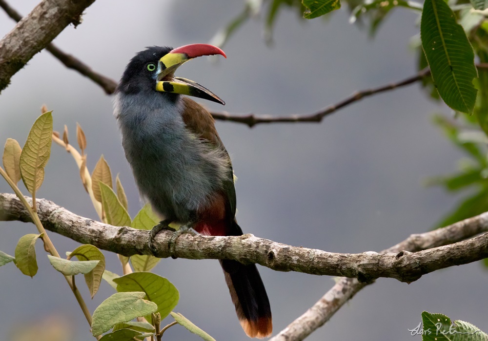 Image of Grey-breasted Mountain-toucan