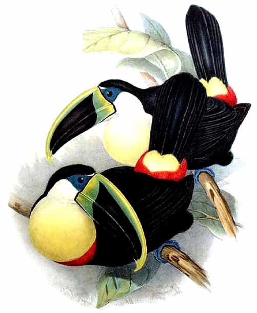 Image of Citron-throated Toucan