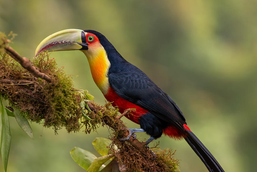 Image of Red-breasted Toucan