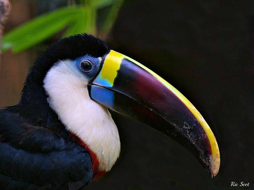 Image of Cuvier's Toucan