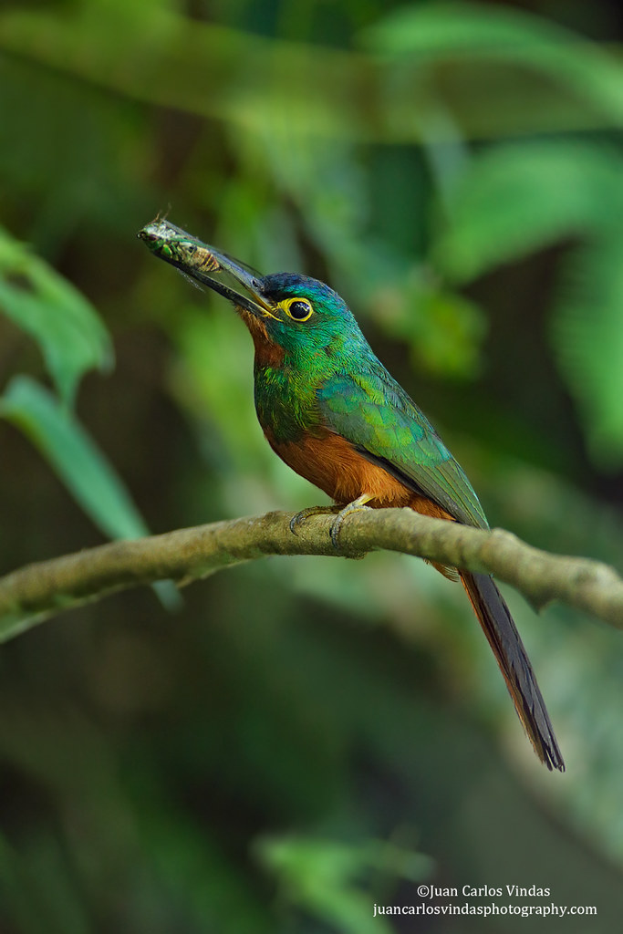 Image of Coppery-chested Jacamar