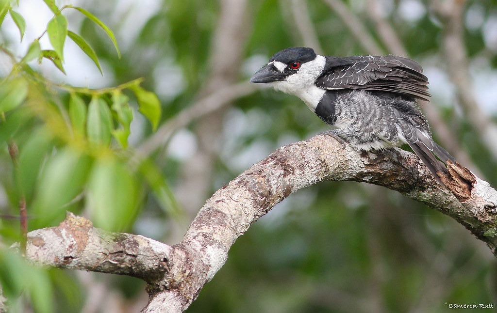 Image of Guianan Puffbird