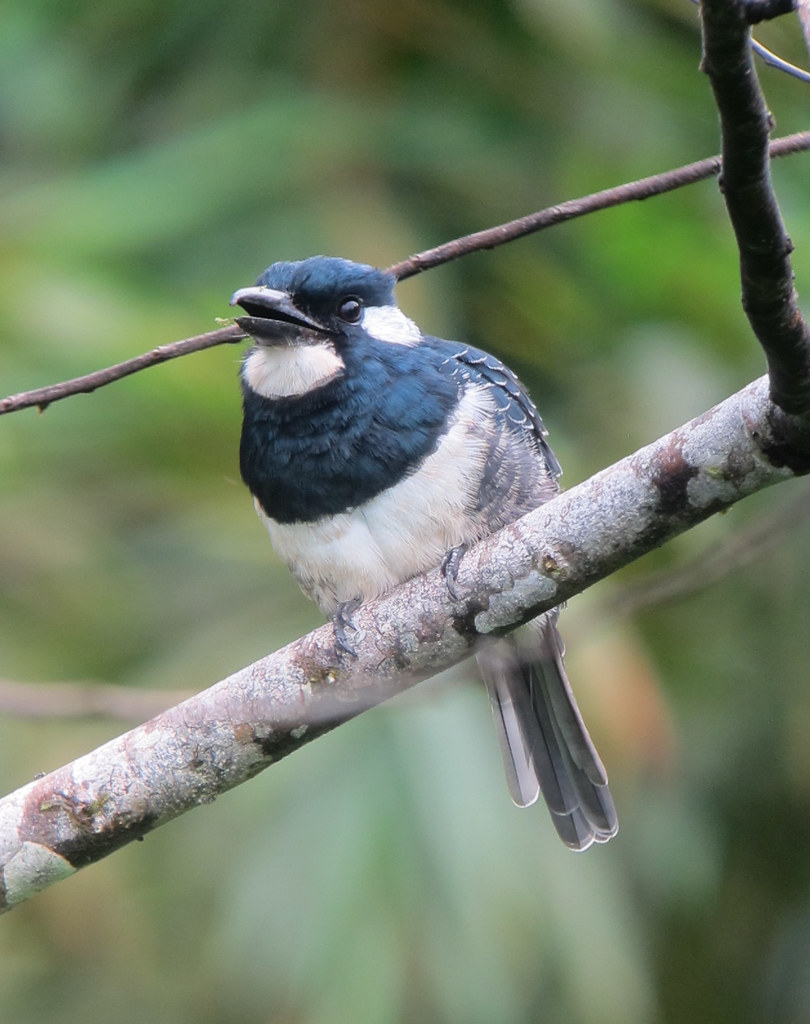 Image of Black-breasted Puffbird