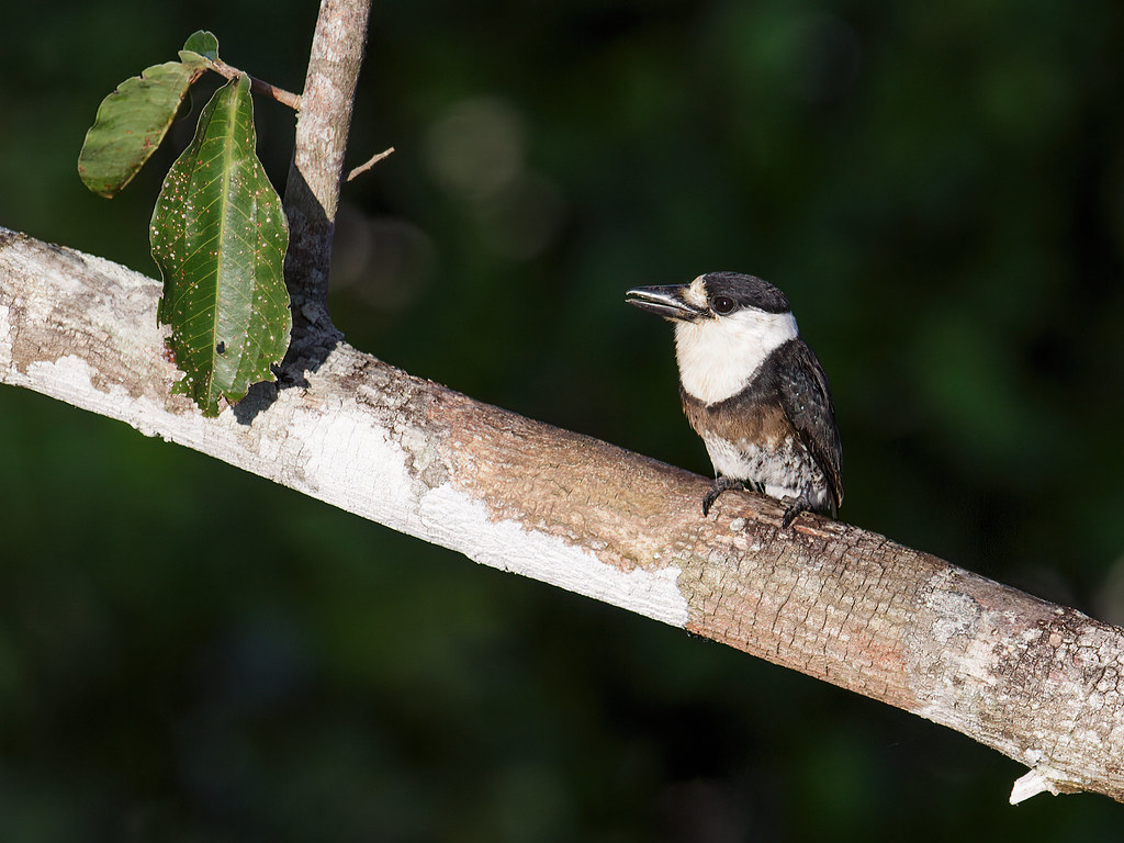 Image of Brown-banded Puffbird