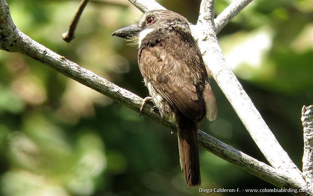 Image of Sooty-capped Puffbird