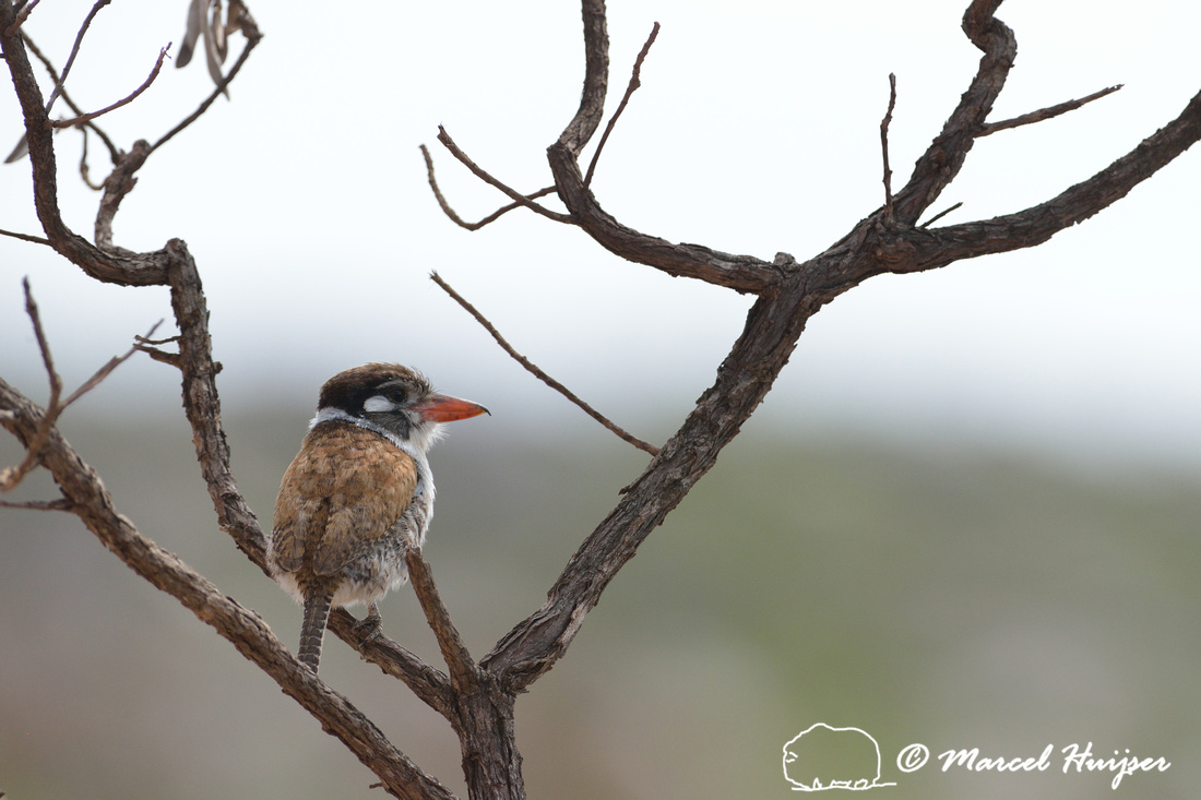 Image of White-eared Puffbird