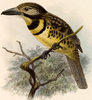Image of Two-banded Puffbird