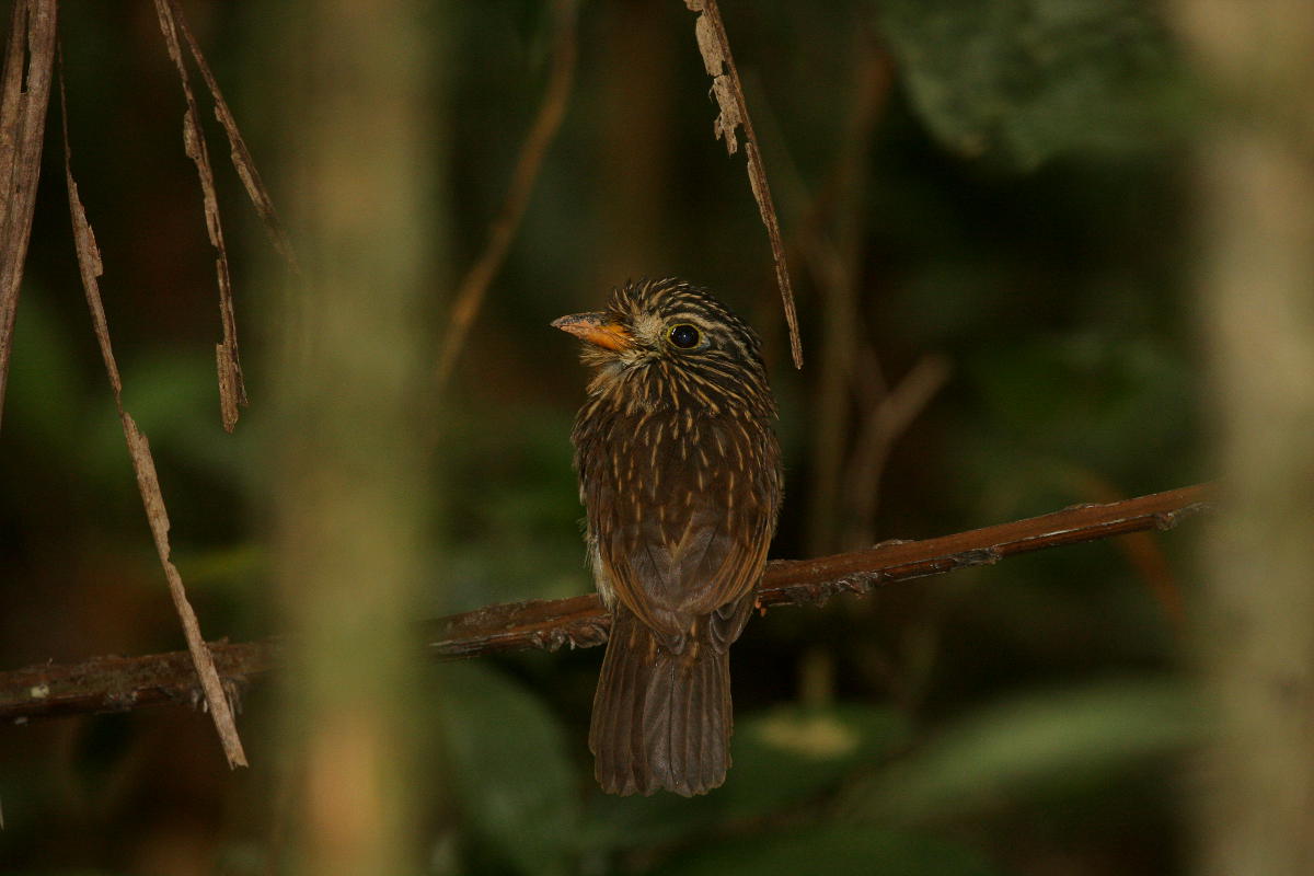 Image of White-chested Puffbird