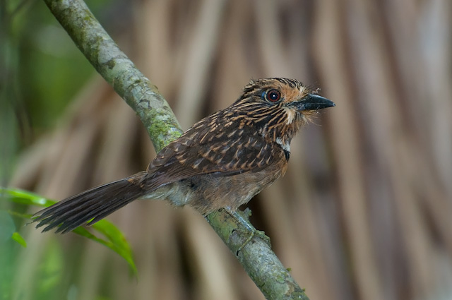 Image of Greater Crescent-chested Puffbird