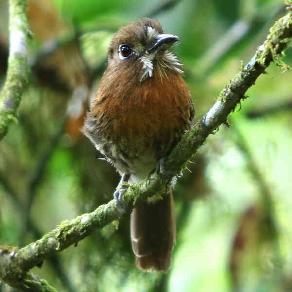 Image of Moustached Puffbird