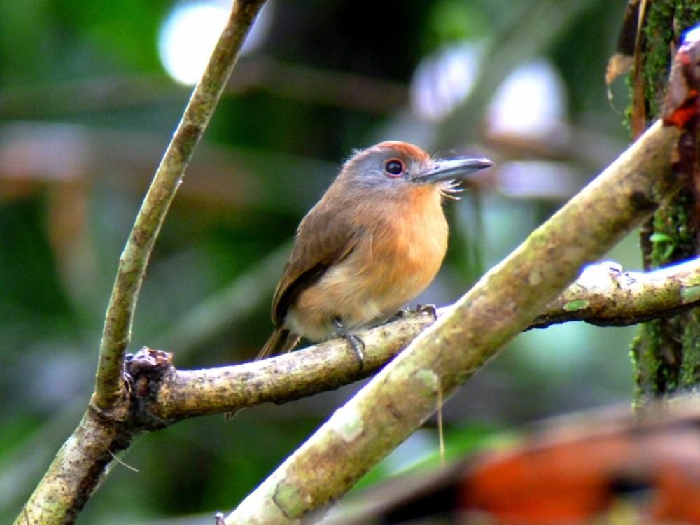 Image of Grey-cheeked Nunlet