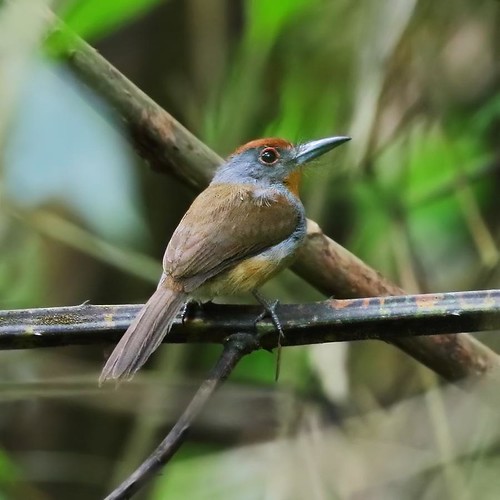 Image of Rufous-capped Nunlet