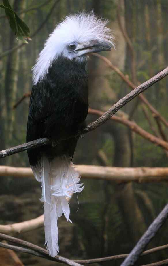 Image of White-crested Hornbill