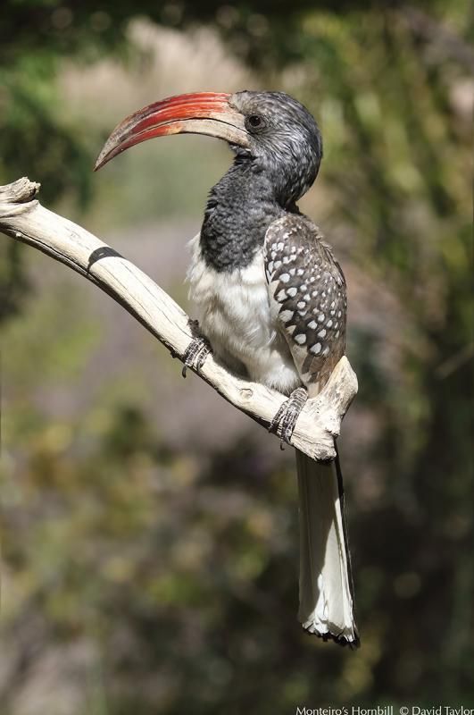 Image of Monteiro's Hornbill