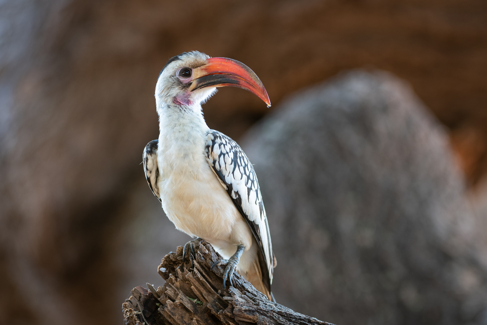 Image of Red-billed Hornbill