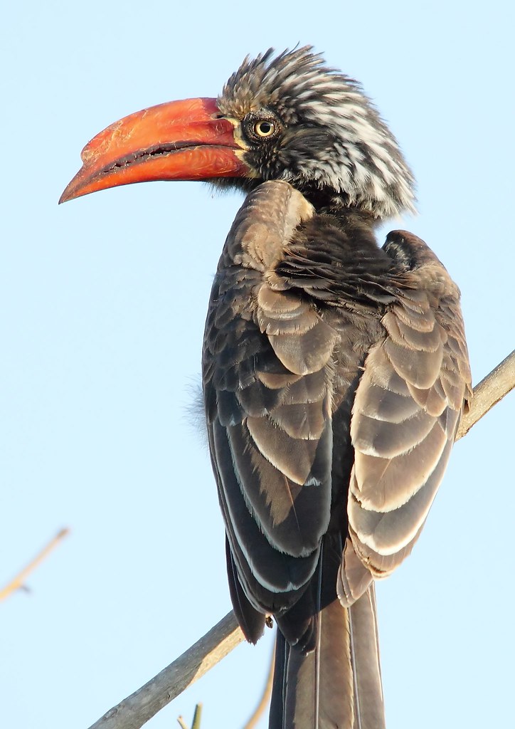 Image of Crowned Hornbill