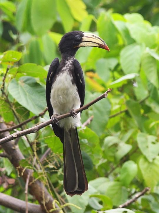 Image of African Pied Hornbill