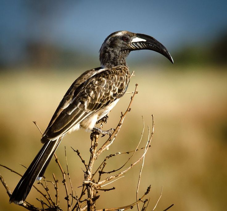 Image of African Grey Hornbill