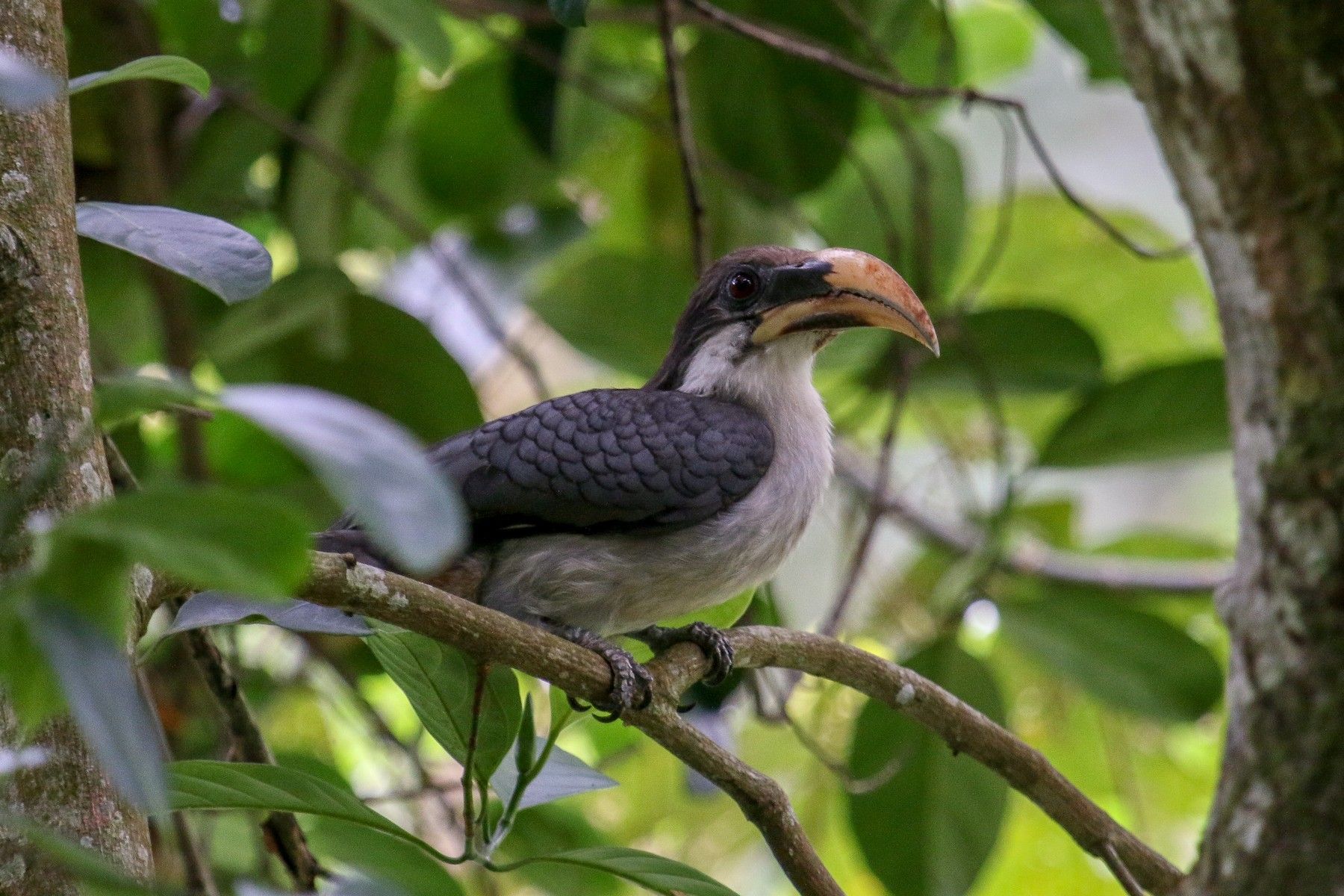 Image of Sri Lanka Grey Hornbill