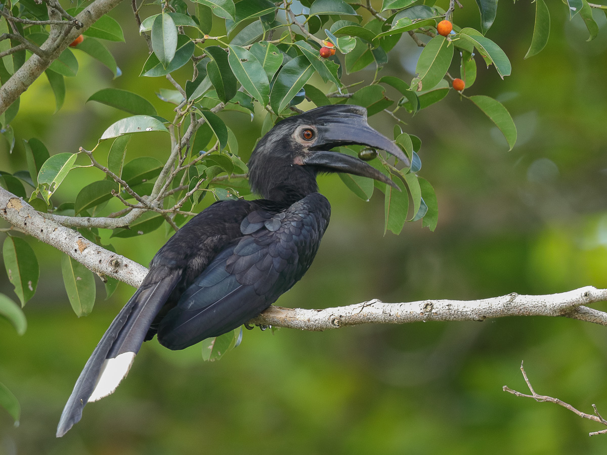 Image of Black Hornbill