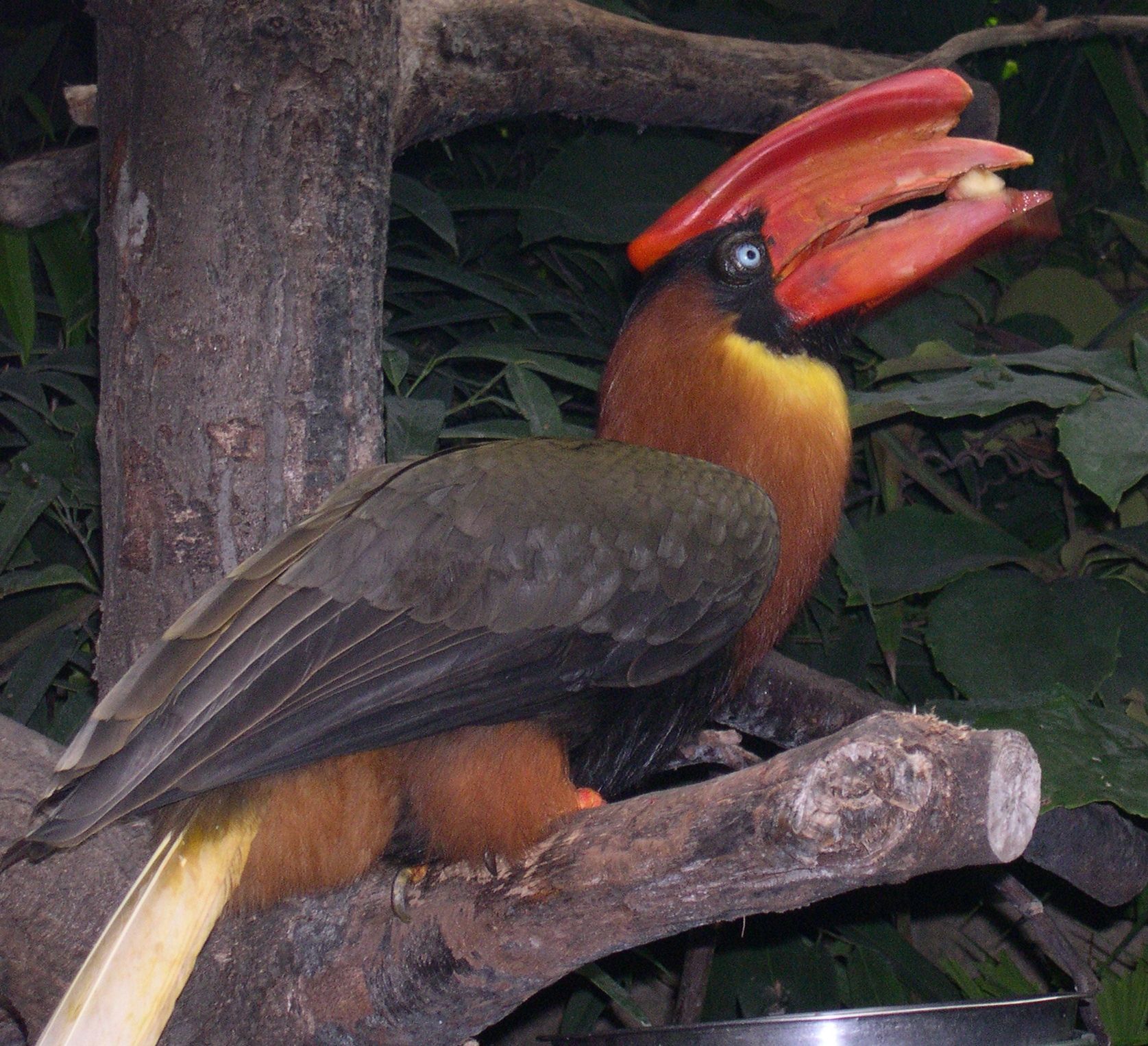 Image of Sulu Hornbill