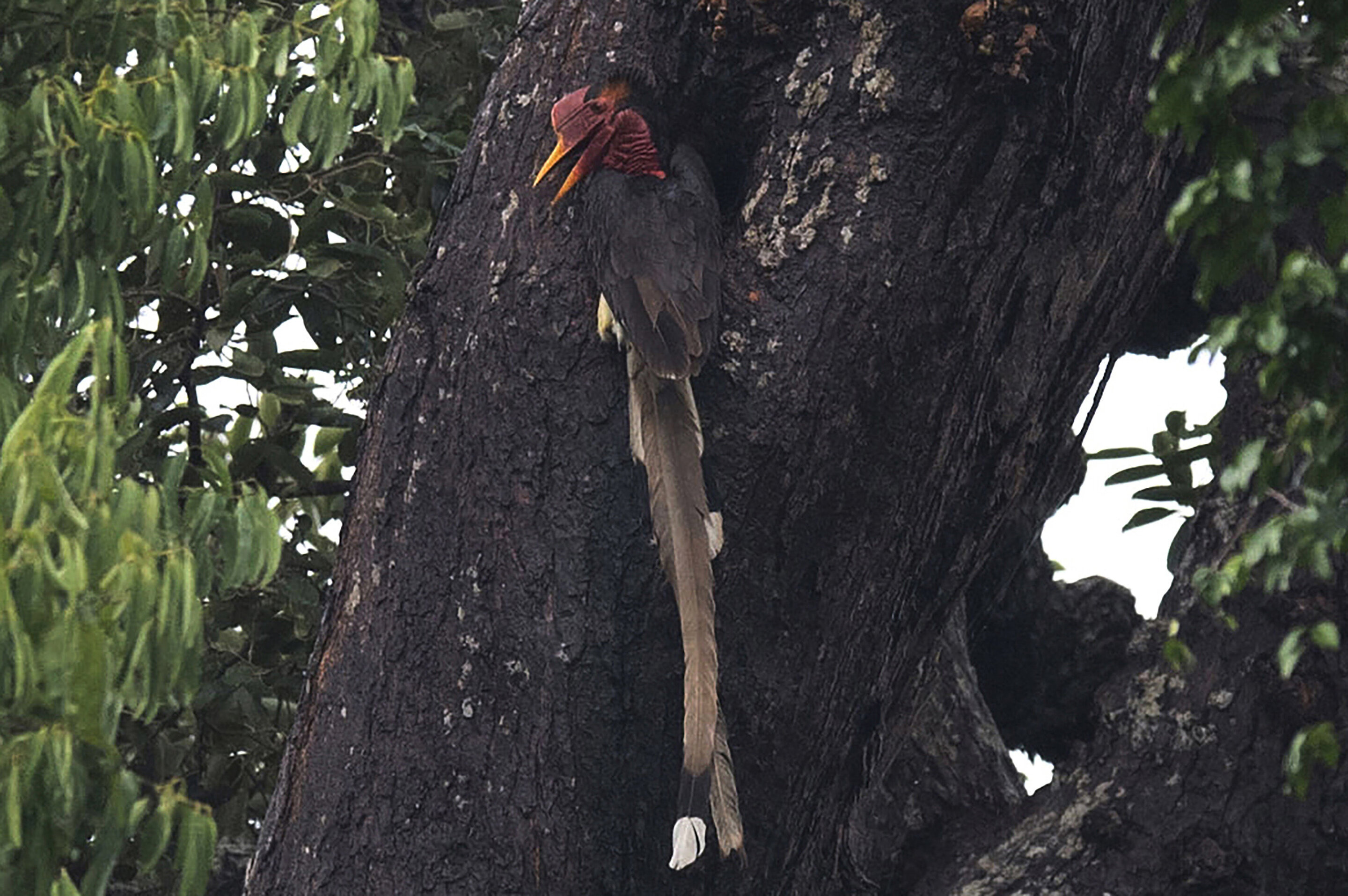 Image of Helmeted Hornbill