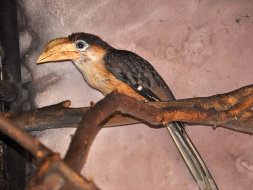 Image of Austen's Brown Hornbill