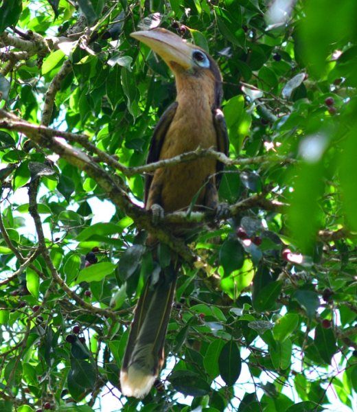 Image of Tickell's Brown Hornbill
