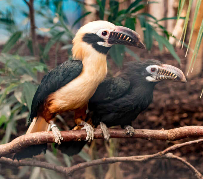 Image of Visayan Hornbill