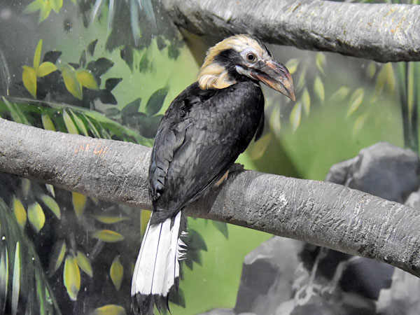 Image of Mindanao Hornbill