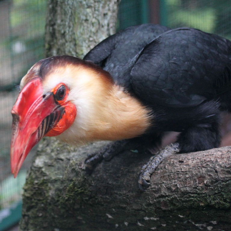 Image of Writhed Hornbill
