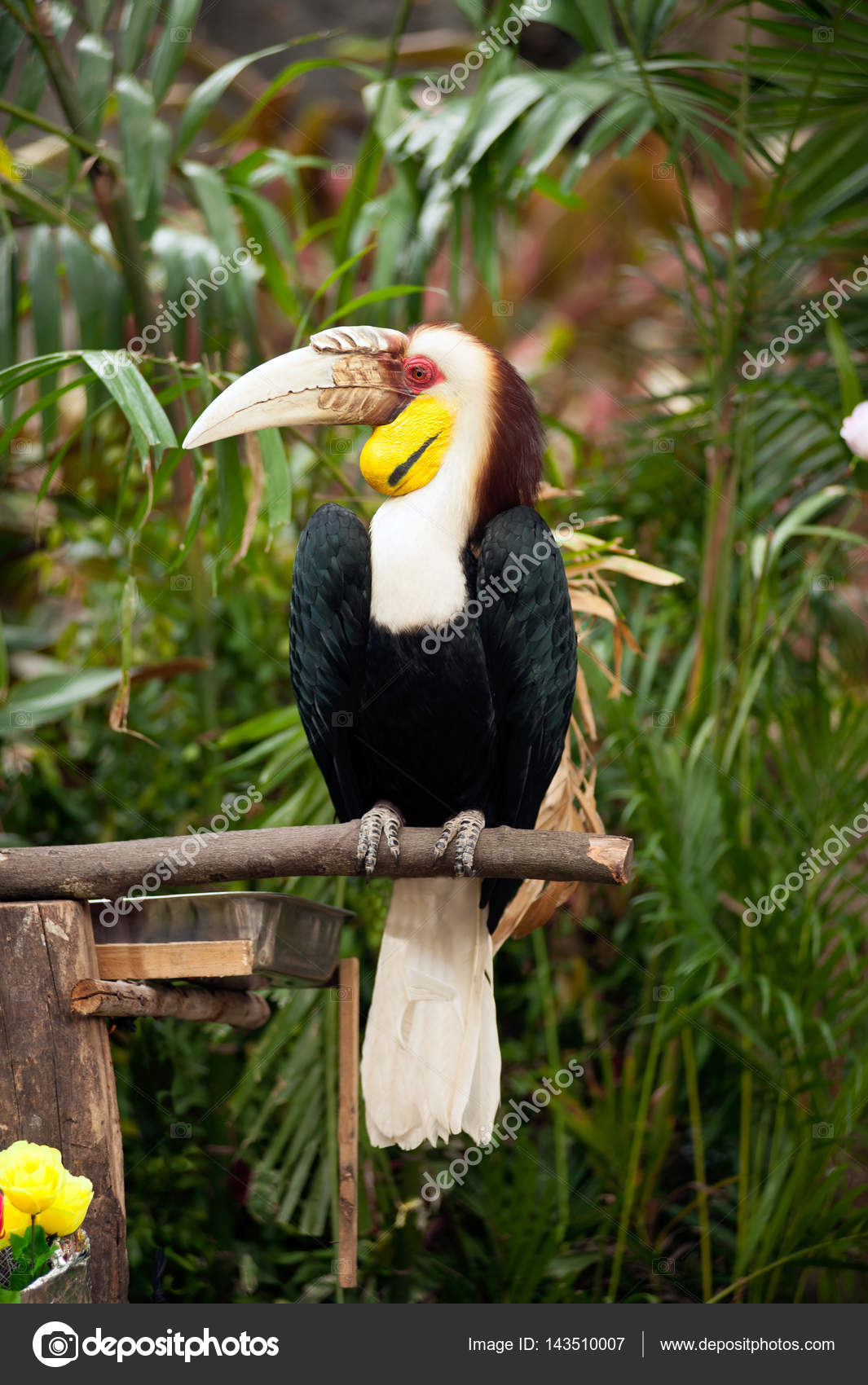 Image of Wreathed Hornbill