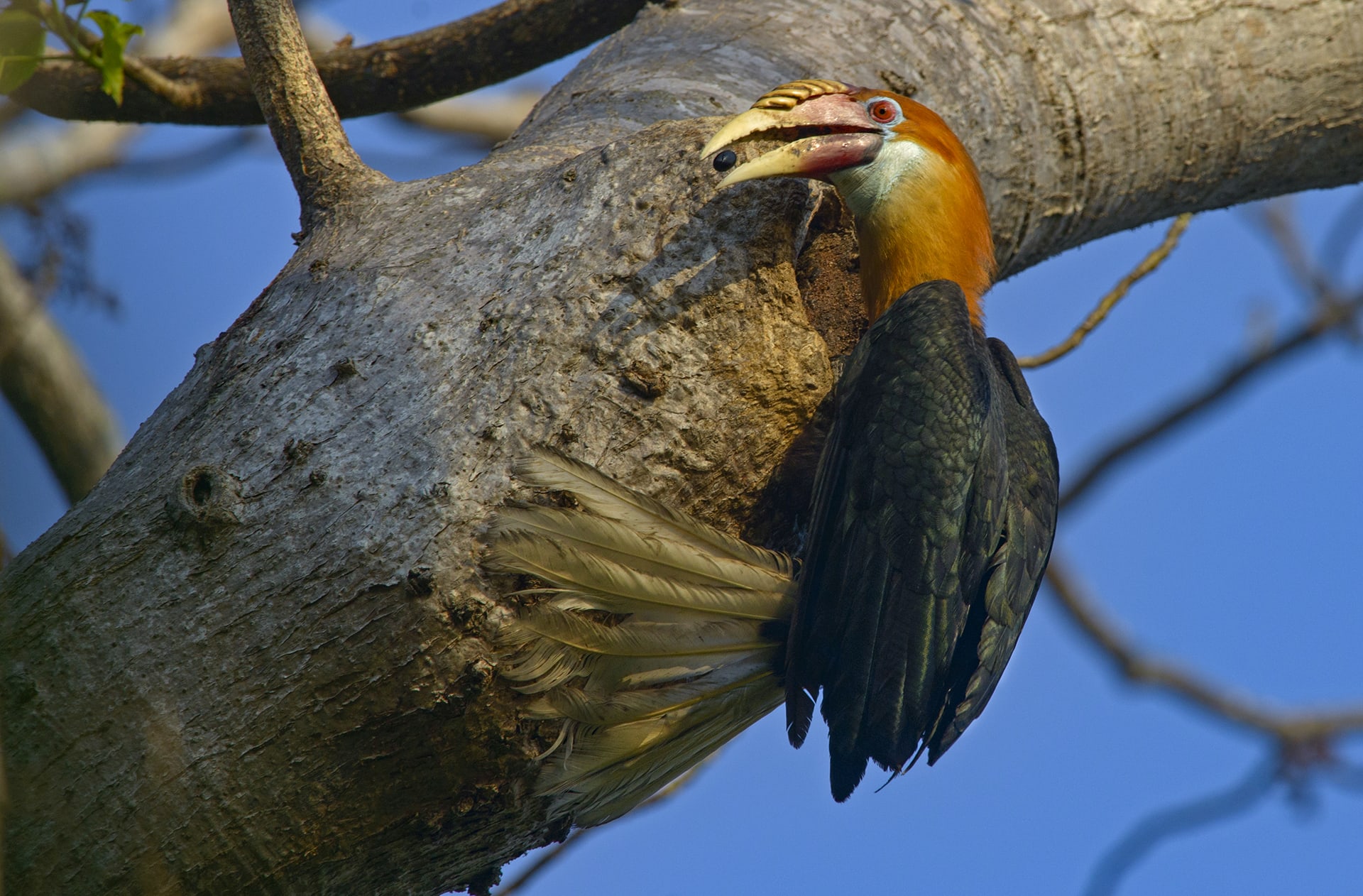 Image of Narcondam Hornbill