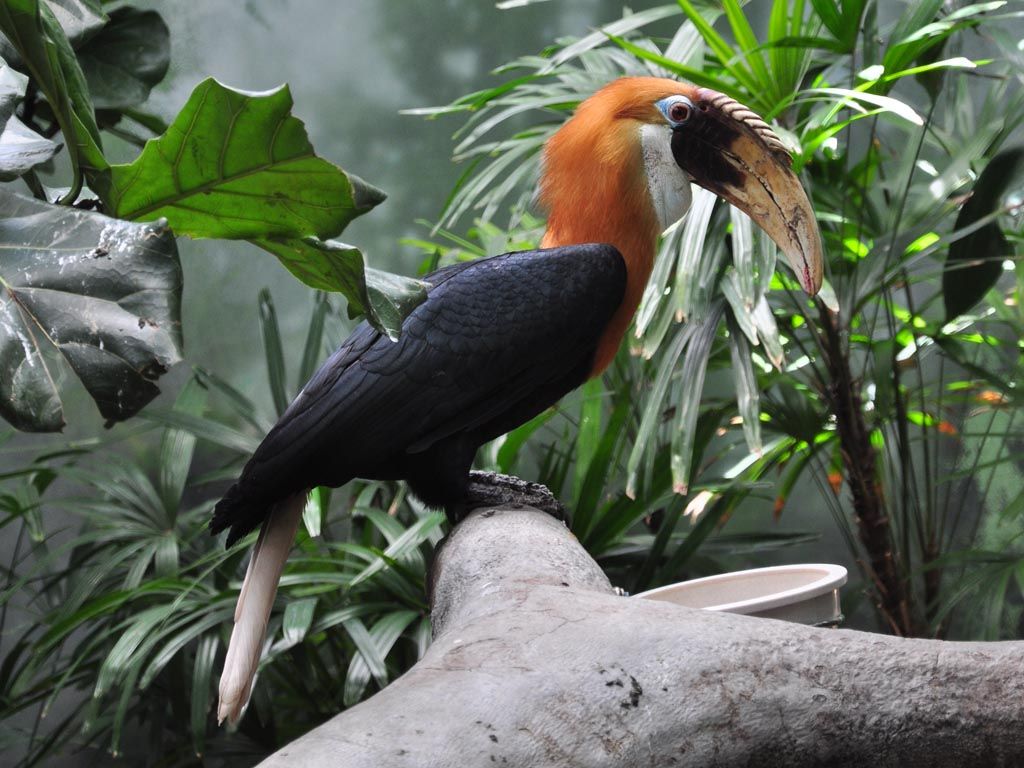 Image of Plain-pouched Hornbill