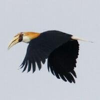 Image of Papuan Hornbill (Male)