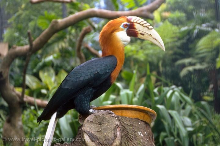 Image of Papuan Hornbill