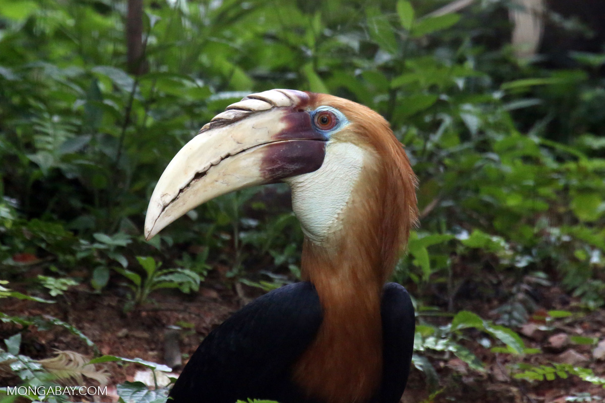 Image of Papuan Hornbill