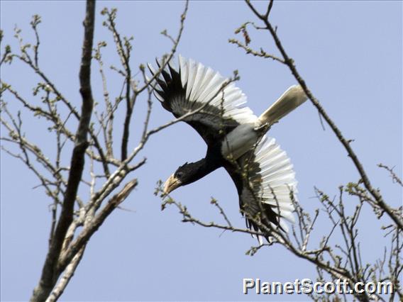 Image of Western Piping Hornbill