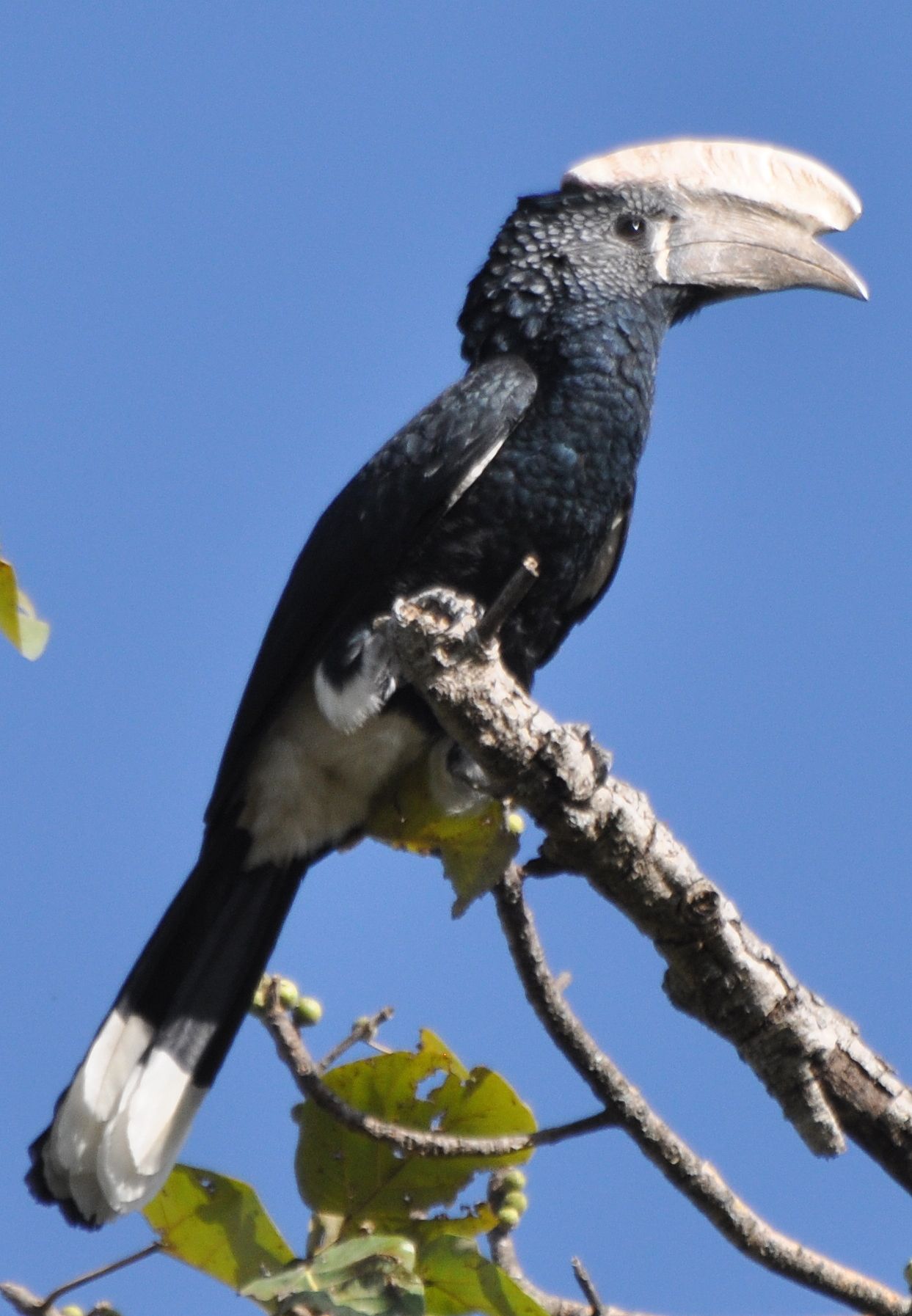 Image of Silvery-cheeked Hornbill