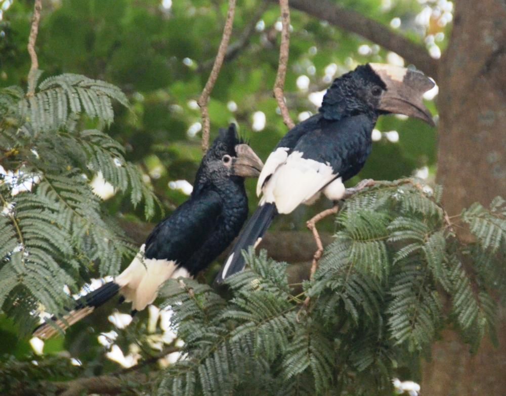 Image of Brown-cheeked Hornbill