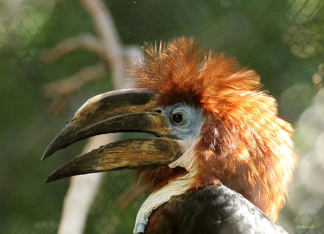Image of Black-casqued Hornbill