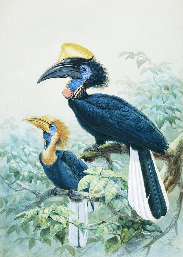 Image of Yellow-casqued Hornbill