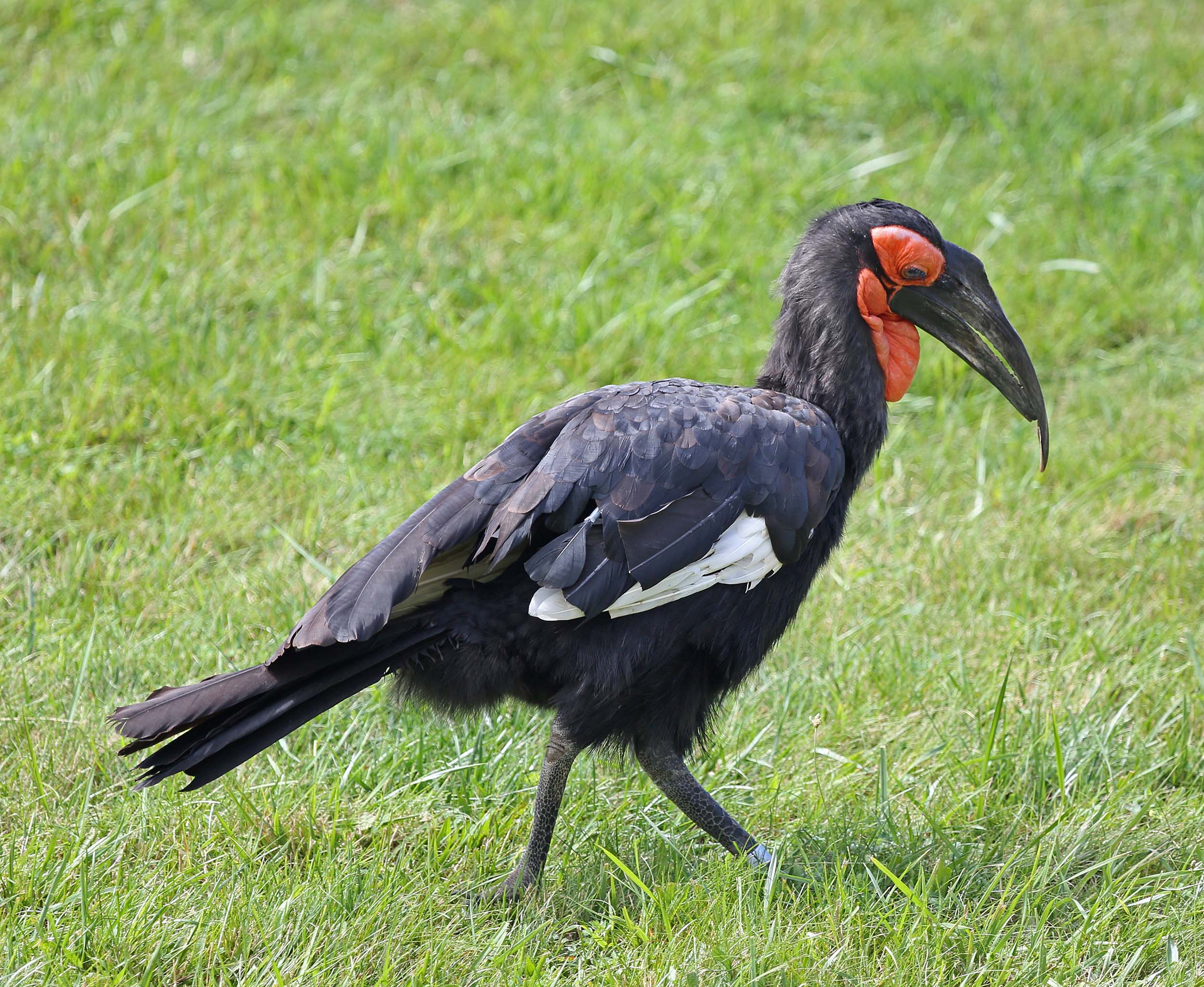 Image of Southern Ground-Hornbill