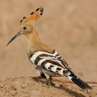 Image of Central African Hoopoe