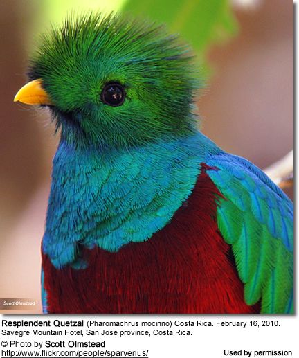 Image of Resplendent Quetzal