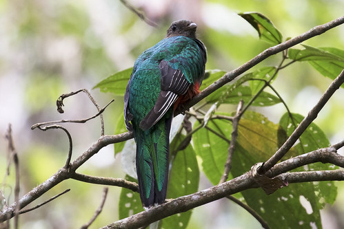 Image of White-tipped Quetzal