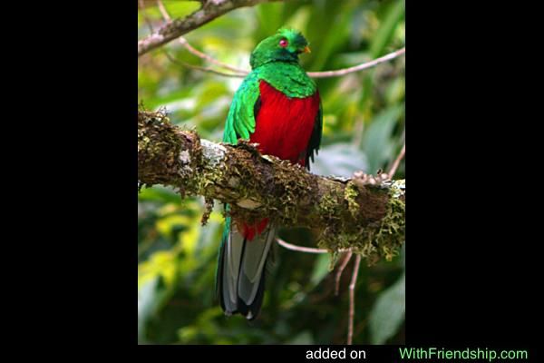 Image of Pavonine Quetzal