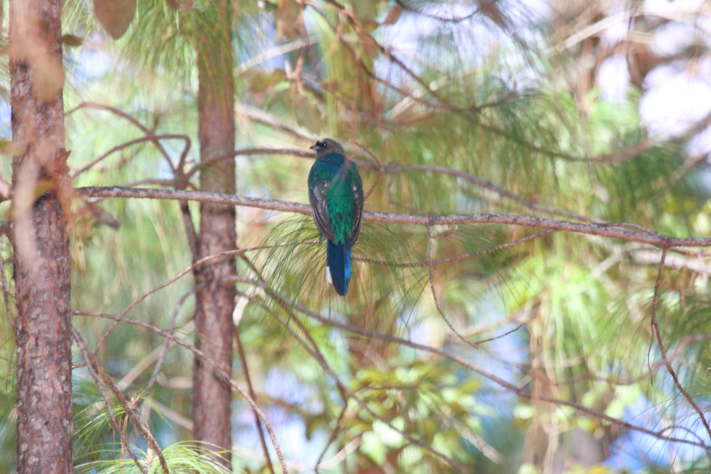 Image of Eared Quetzal