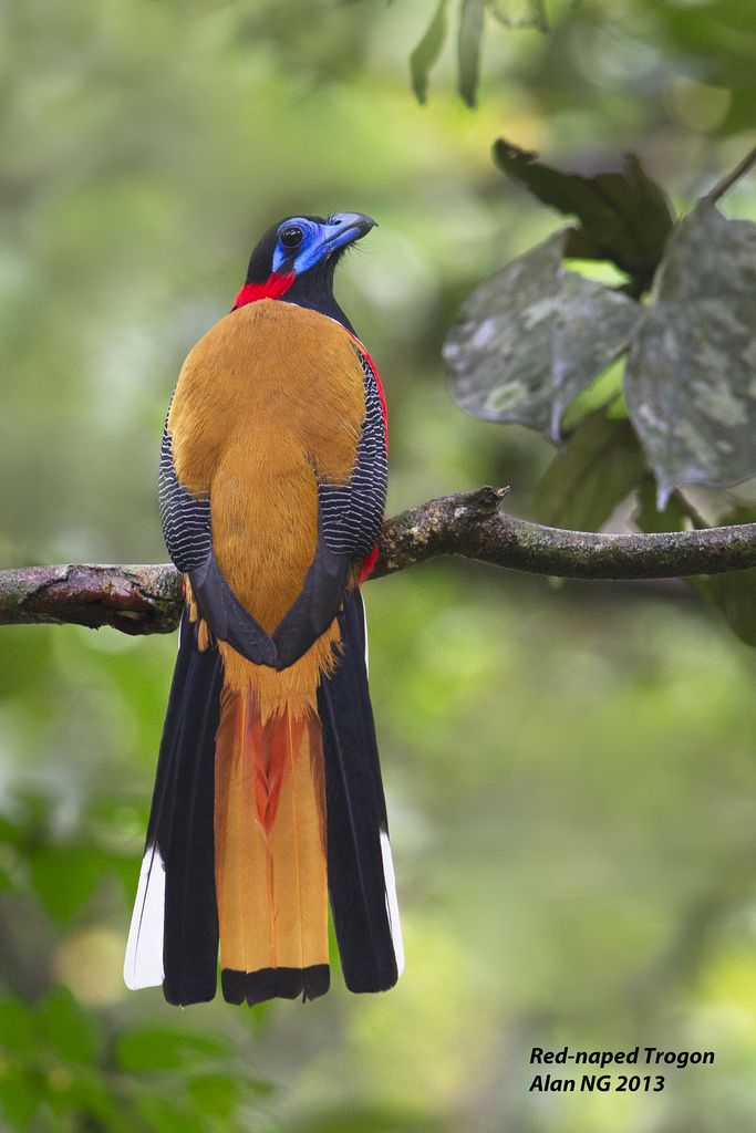 Image of Red-naped Trogon