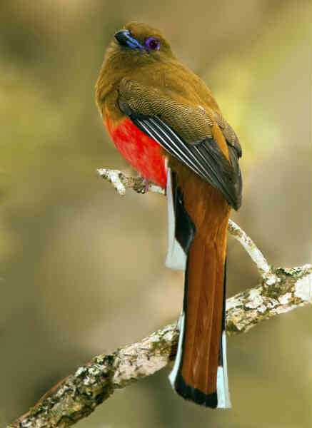 Image of Red-headed Trogon